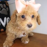 Zephyra Poodle 02
