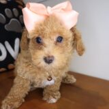 Zephyra Poodle 04