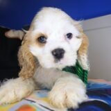 Zepp Cocker Spaniel 01