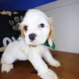 Zepp Cocker Spaniel 02
