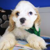 Zepp Cocker Spaniel 04