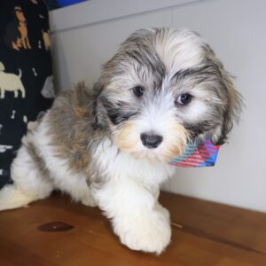 Ziggy Havanese 01
