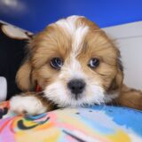 Ziggy Lhasa apso 01