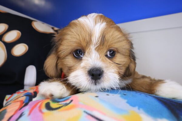 Ziggy Lhasa apso 01