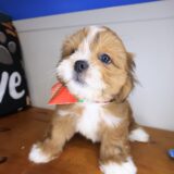 Ziggy Lhasa apso 02