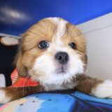 Ziggy Lhasa apso 03