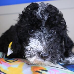 Zimmy Poodle 01 Zimmy Poodle 01