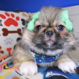Zora Pekingese 01