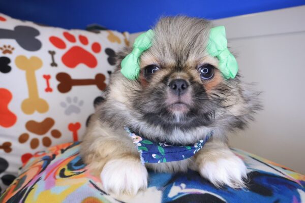 Zora Pekingese 01
