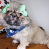 Zora Pekingese 02