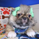 Zora Pekingese 03