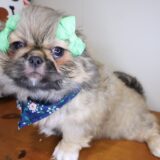 Zora Pekingese 04