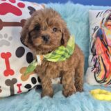 Zuma Goldendoodle 01