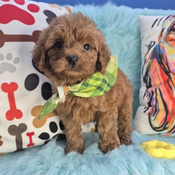 Zuma Goldendoodle 01