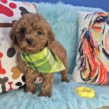 Zuma Goldendoodle 04