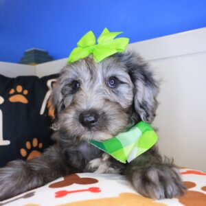 Adèle Bernedoodle 01 Adèle Bernedoodle 01