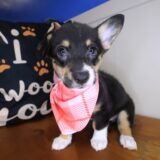 Aimy Pembroke Welsh Corgi 01