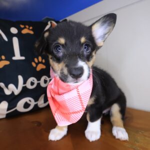 Aimy Pembroke Welsh Corgi 01