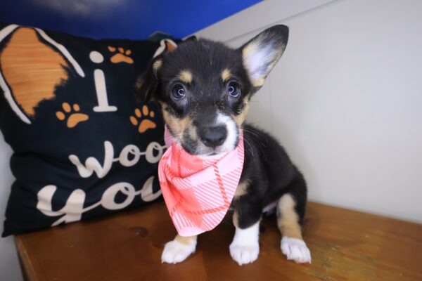 Aimy Pembroke Welsh Corgi 01