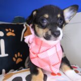 Aimy Pembroke Welsh Corgi 02