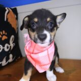 Aimy Pembroke Welsh Corgi 03