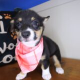 Aimy Pembroke Welsh Corgi 04