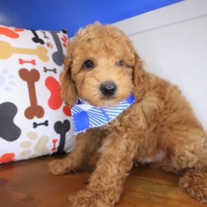 Alaska Goldendoodle 01 Alaska Goldendoodle 01