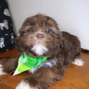 Alicia Shih Tzu 01 Alicia Shih Tzu 01