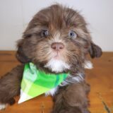 Alicia Shih Tzu 02