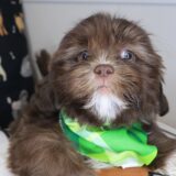 Alicia Shih Tzu 04