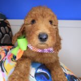 Anouk Standard Goldendoodle 01