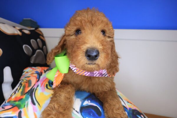 Anouk Standard Goldendoodle 01
