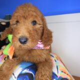 Anouk Standard Goldendoodle 03