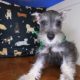 Asher Schnauzer 01