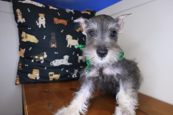 Asher Schnauzer 01