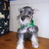 Asher Schnauzer 02