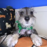 Asher Schnauzer 03