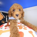 Atom Goldendoodle 01