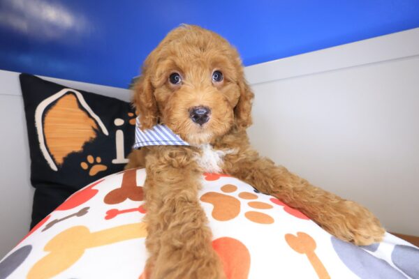 Atom Goldendoodle 01