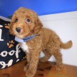 Atom Goldendoodle 02