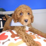Atom Goldendoodle 03