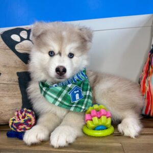 Avery Pomsky 01 Avery Pomsky 01