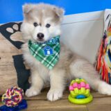Avery Pomsky 02