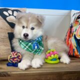 Avery Pomsky 03
