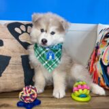 Avery Pomsky 04