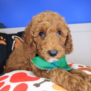 Barkley Goldendoodle 01 Barkley Goldendoodle 01