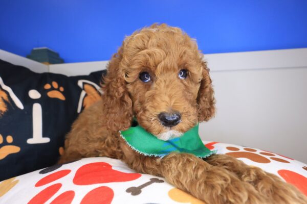Barkley Goldendoodle 01