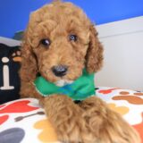Barkley Goldendoodle 03