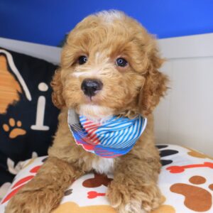 Barney Goldendoodle 01 Barney Goldendoodle 01