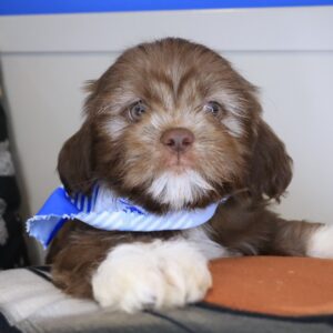 Bean Shih Tzu 01 Bean Shih Tzu 01